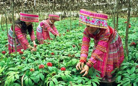 三七，文山三七